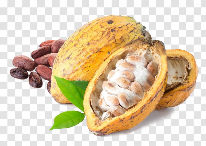 Cocoa Bean Lotion Criollo Butter - Tree Nuts - Beans Transparent PNG