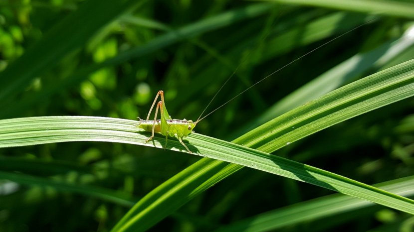 Pterygota Grasshopper Bush Crickets - Nymph Transparent PNG