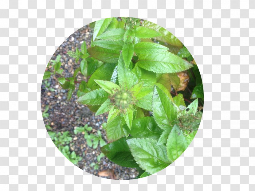 Basil Herbalism Leaf - Symmetry Pattern Transparent PNG