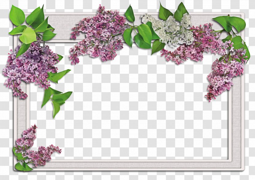 Background Flower Frame - Cut Flowers - Wisteria Picture Transparent PNG