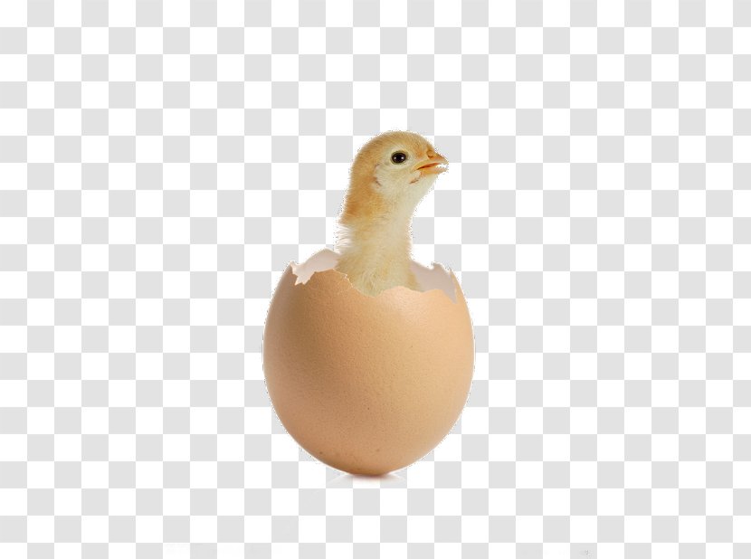 Egg Cartoon - Chicken - Cup Beak Transparent PNG