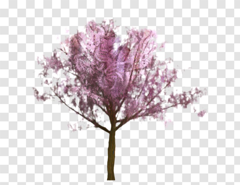 Cherry Blossom Tree - Stau150 Minvuncnr Ad - Plant Stem Magenta Transparent PNG