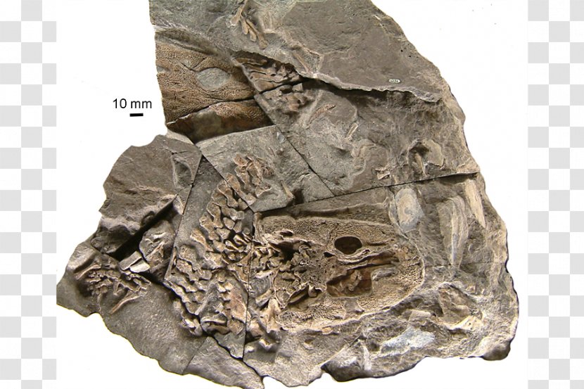 Acanthostega Fossil Ichthyostega Evolution Tulerpeton - Rock - FOSSIL Transparent PNG