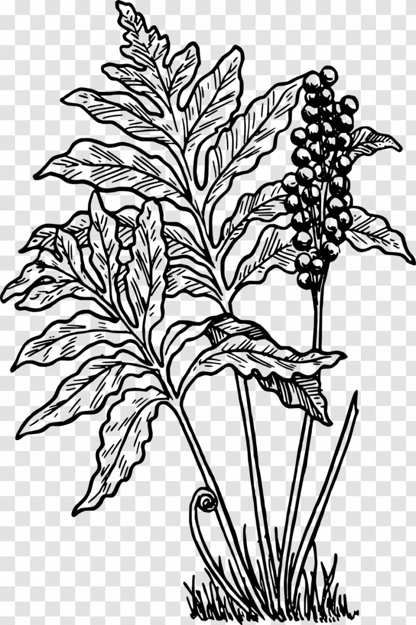 Fern Frond Leaf Woodwardia Fimbriata Clip Art - Commodity - Cassava Transparent PNG