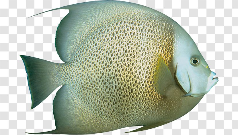 Ornamental Fish Transparent PNG