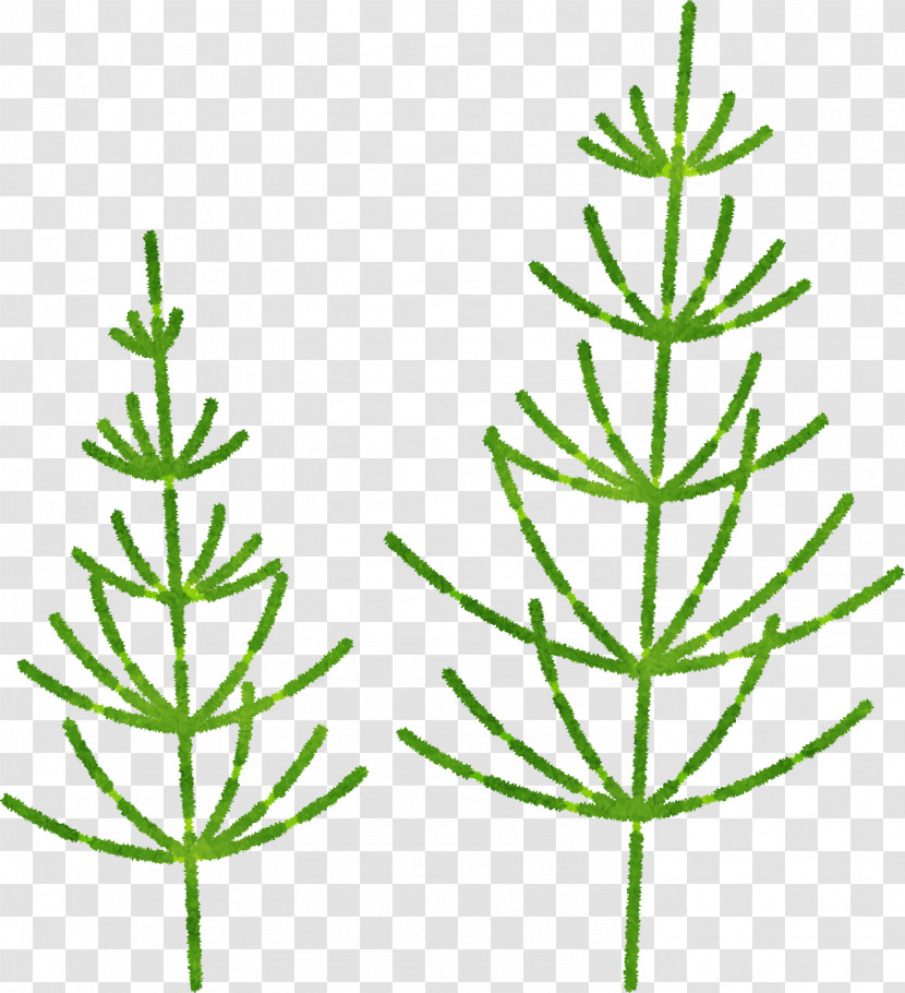 Plant Stem Twig Leaf Herbal Medicine Subshrub Transparent PNG