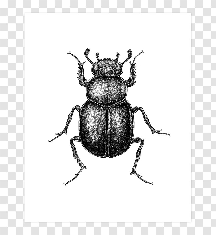 Dung Beetle T-shirt Drawing Hoodie Design - Fashion Transparent PNG