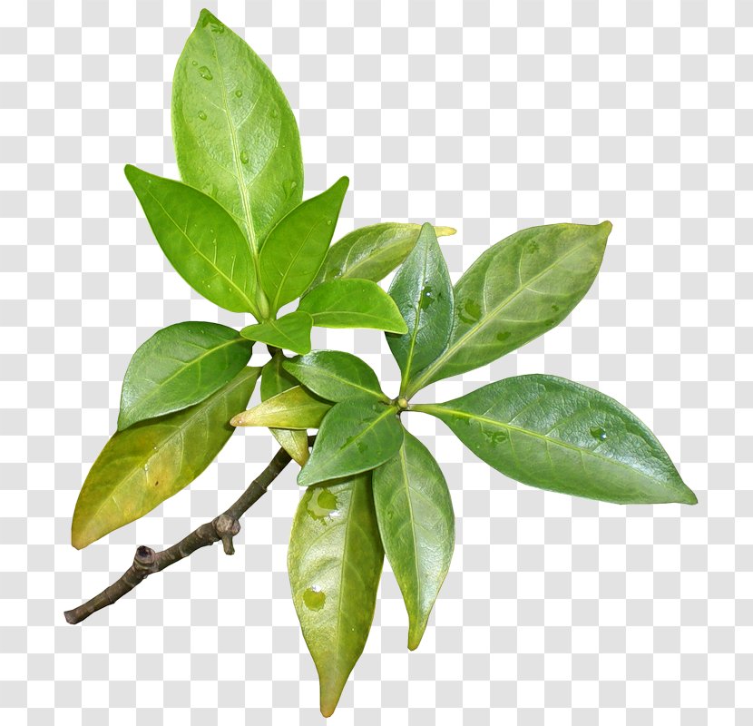 Leaf Branch Plant Stem Mane Tree Transparent PNG