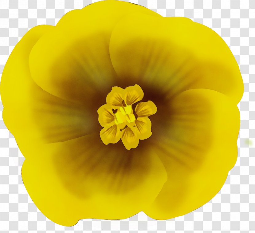 Yellow Petal Flower Plant Flowering - Wildflower - Perennial Transparent PNG