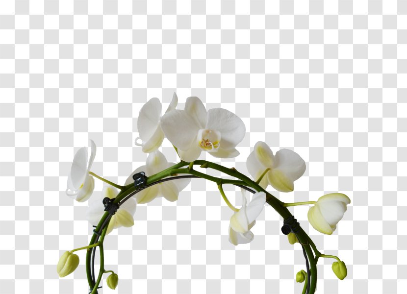 Moth Orchids White Cut Flowers Plant Stem - Petal - Orchide Transparent PNG