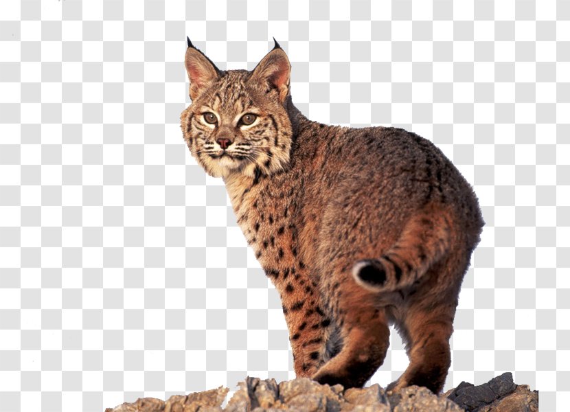 Ocicat California Spangled Pixie-bob Dragon Li Eurasian Lynx - Cat Like Mammal - Cute Tiger Transparent PNG