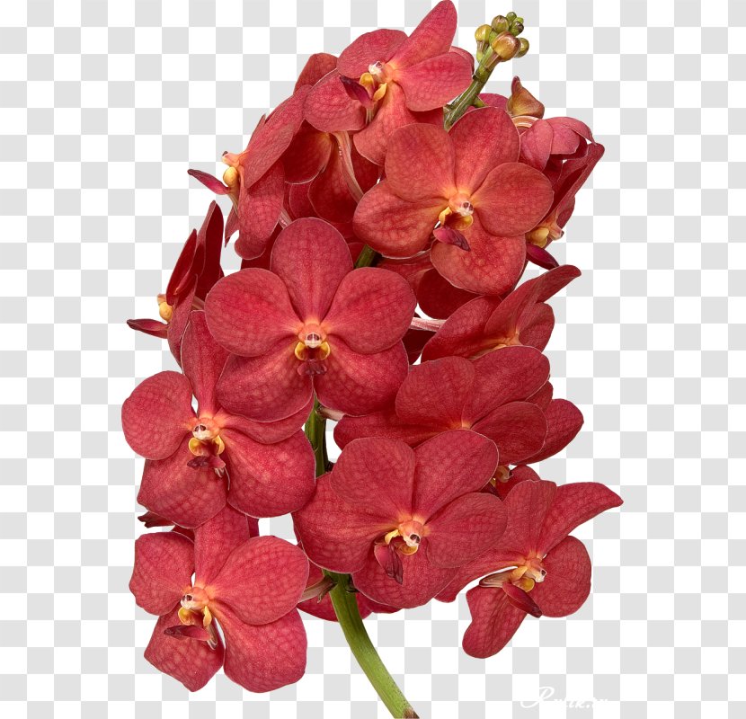 Moth Orchids Waling-waling Pink M Cut Flowers Petal Transparent PNG