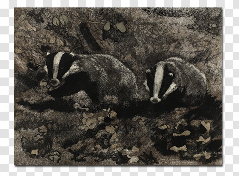 Badger Mustelids Fauna Wildlife - Mammal - Gravure Transparent PNG