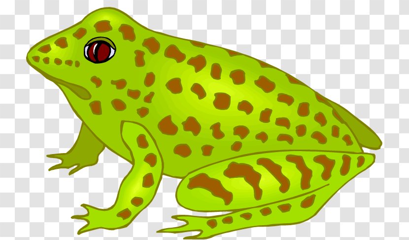 Southern Brown Tree Frog Spencer's River Toad Clip Art - Vertebrate Transparent PNG