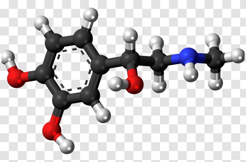 Adrenaline Cortisol Norepinephrine Hormone - Human Body - Threedimensional Space Transparent PNG