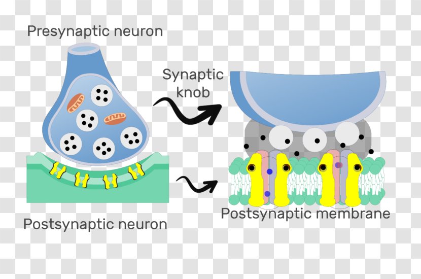 Chemical Synapse Postsynaptic Potential Neuron Neuroscience - Material Transparent PNG
