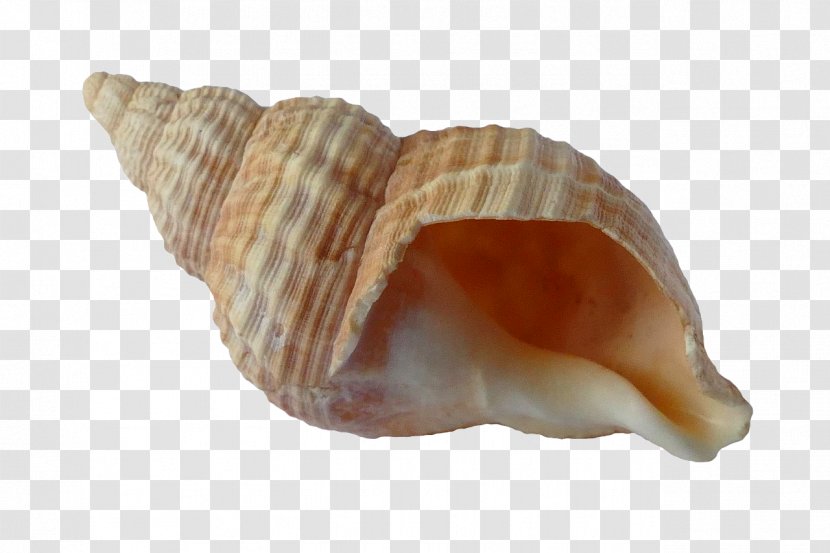 Seashell Mollusc Shell Cockle Beach - Sea Snail Transparent PNG