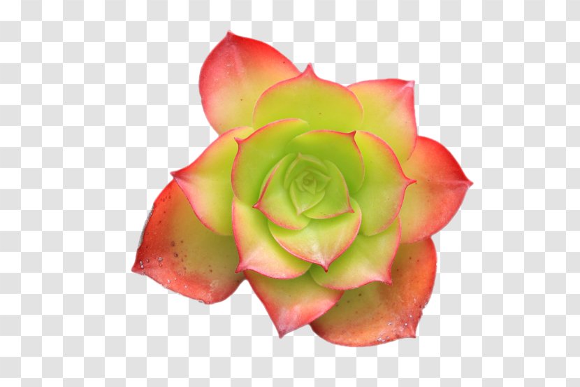 Succulent Plant Hen And Chicks Flower Plants Cactus - Rose Order Transparent PNG