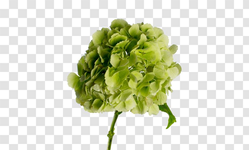 Hydrangea Green Cut Flowers - Flower Transparent PNG