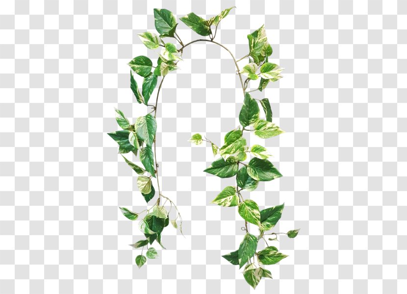 Devil's Ivy Garland Variegation Flower Plant Stem - Meter - Potted Succulents Transparent PNG