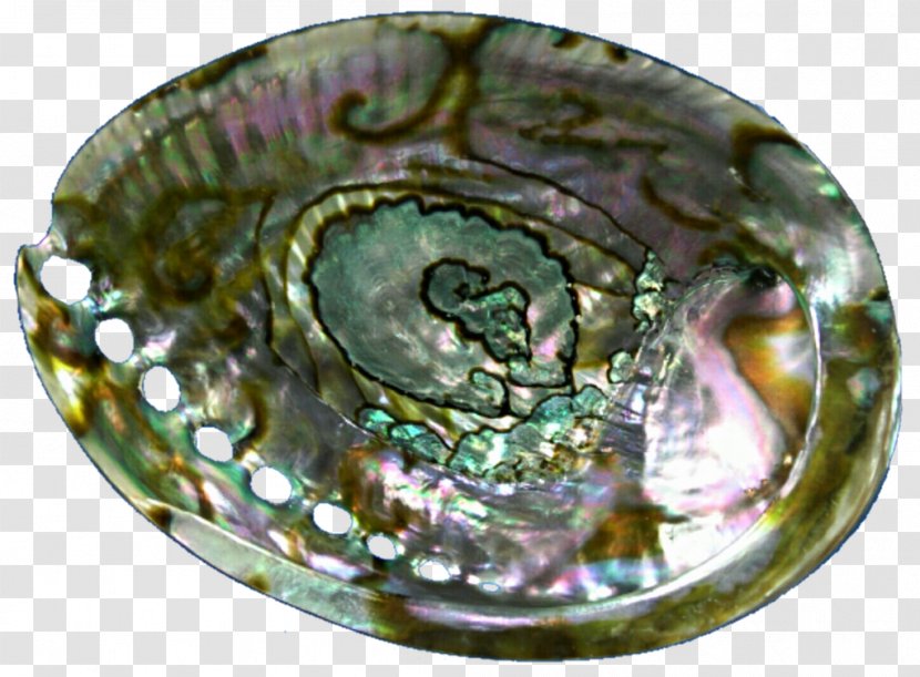 Abalone Jewellery Oyster Seashell Gemstone Transparent PNG