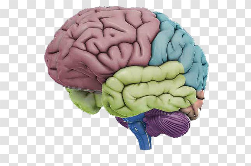 Human Brain Anatomy Body - Tree Transparent PNG