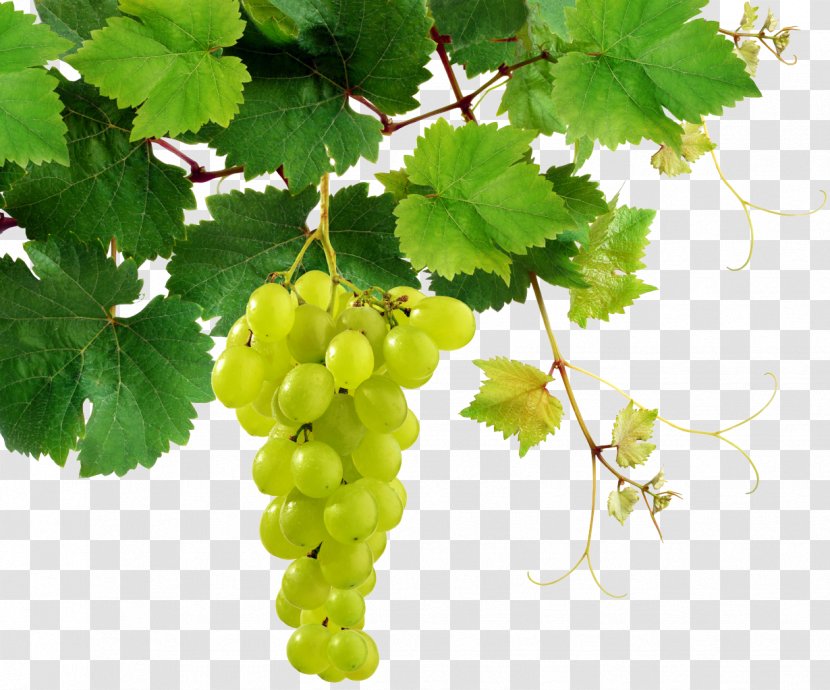 Common Grape Vine Leaves Wine - Grapes Transparent PNG