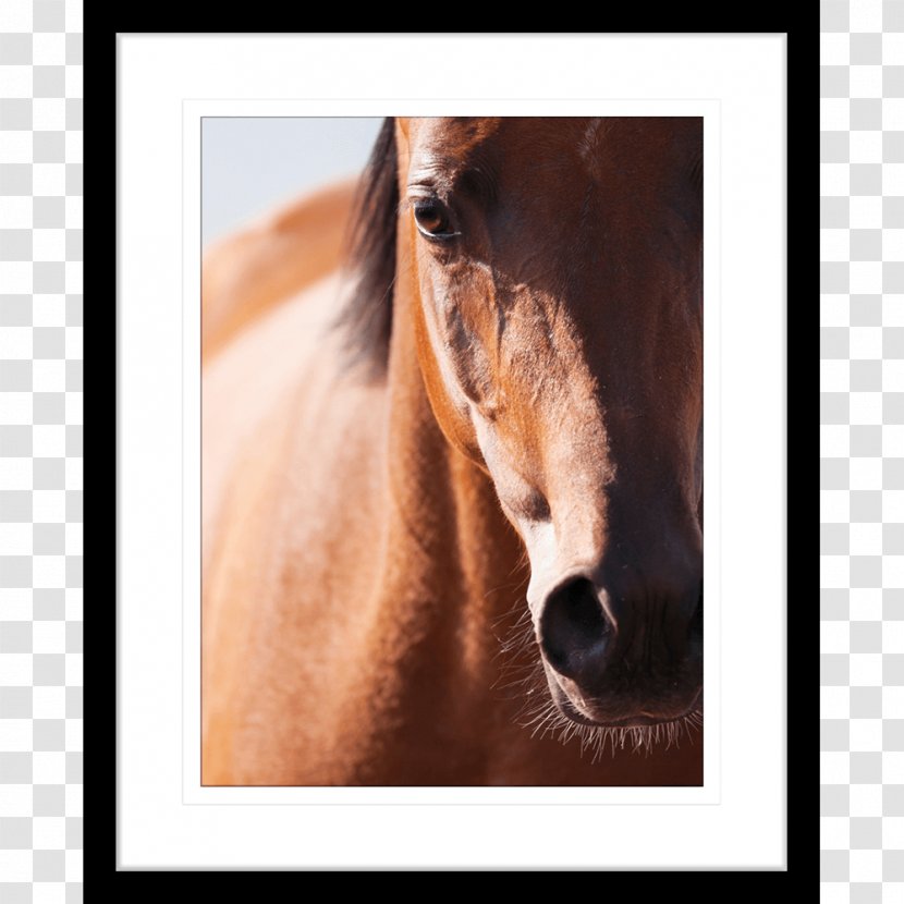 Arabian Horse Stallion Mustang Shire Gallop Transparent PNG
