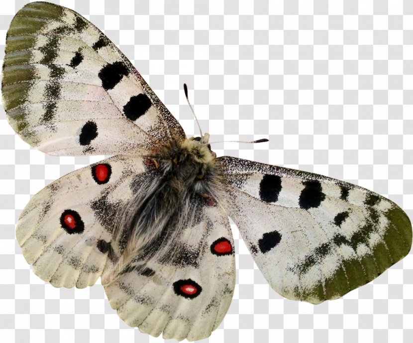Butterflies And Moths Clip Art - Arthropod - Papillon Transparent PNG