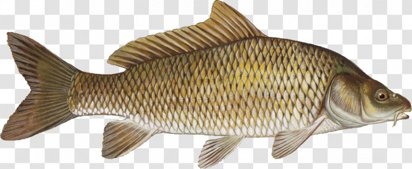 Common Carp Grass Fish Cyprinidae - Bony Transparent PNG