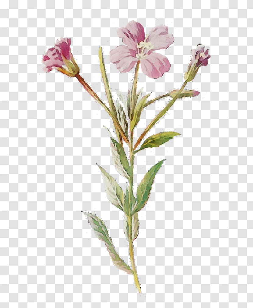 Pink Flower Cartoon - Evening Primrose Family - Herbaceous Plant Stem Transparent PNG