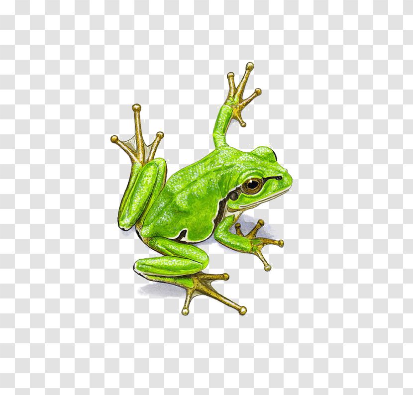 Frog Watercolor Painting - Tree - Frogs Transparent PNG