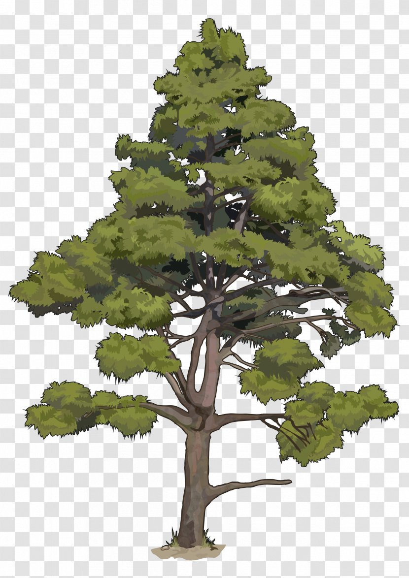 Government Of The Canary Islands Pinus Canariensis Pine Tree - Evergreen - Arboles Transparent PNG
