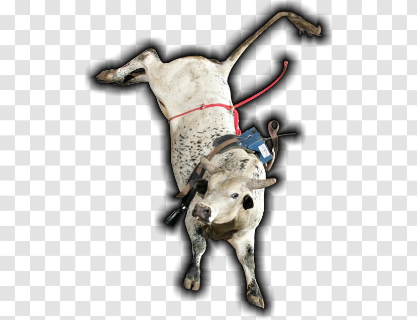 Bucking Bull Cattle Ox Riding Transparent PNG