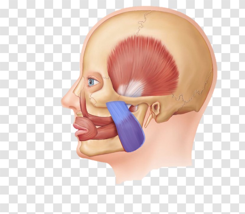 Masseter Muscle Buccinator Facial Muscles Of Mastication - Flower - Frame Transparent PNG