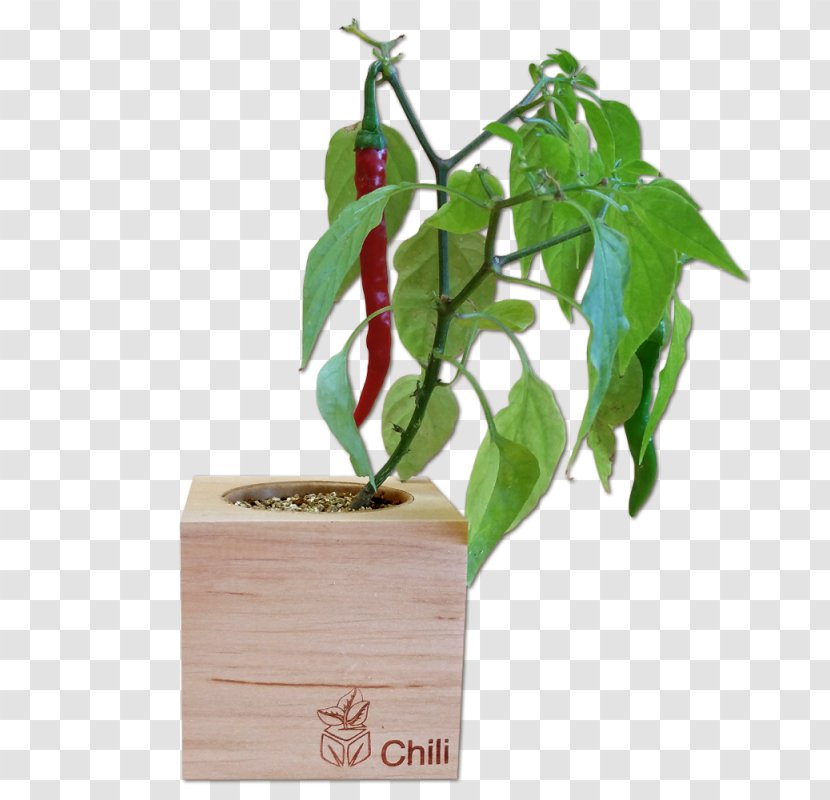 Chili Pepper Bell Peperoncino Carolina Reaper Food - Musa Paradisiaca - Long Bean Transparent PNG