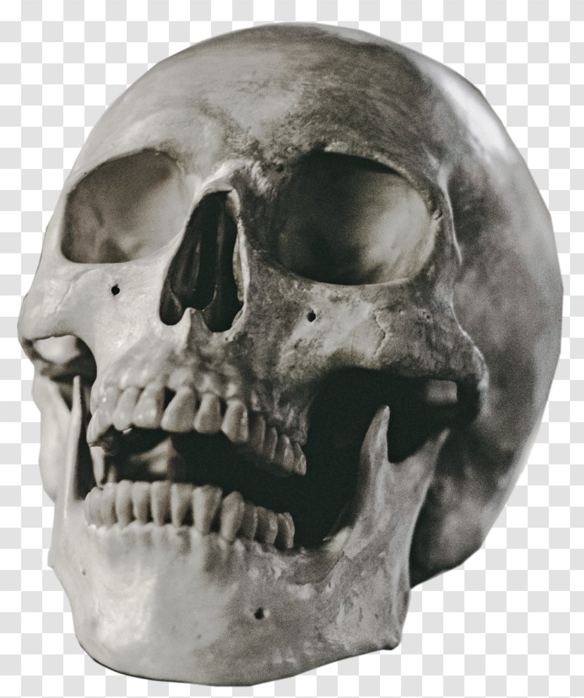 Skull Stock Art - Internet Troll Transparent PNG