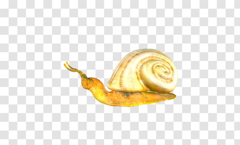 Snail Orthogastropoda - Invertebrate - Yellow Transparent PNG