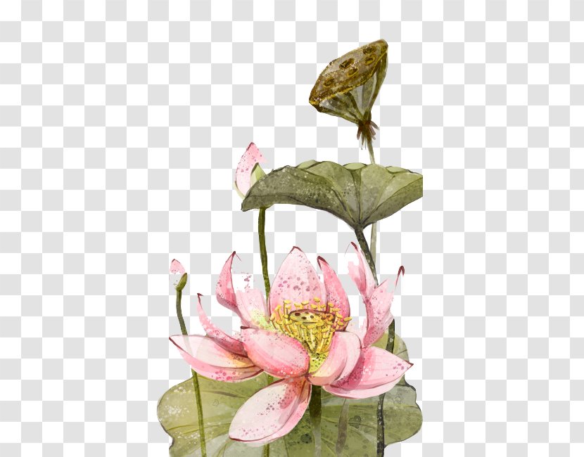 Nelumbo Nucifera Ink Wash Painting Download - Floral Design - Chinese Lotus Transparent PNG