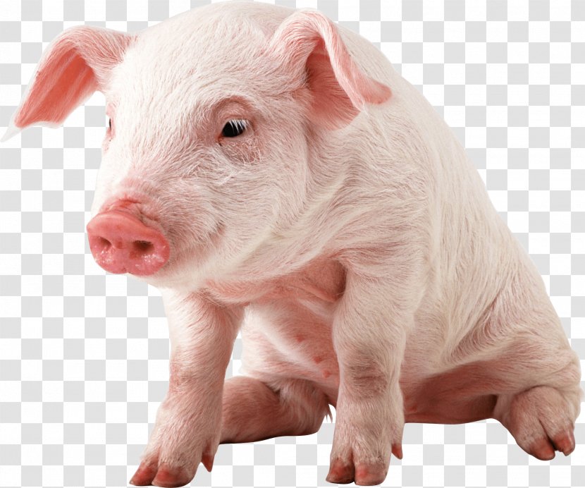Domestic Pig Wallpaper - Snout - Image Transparent PNG