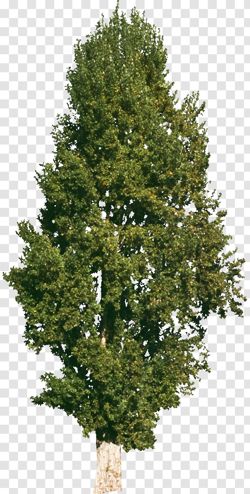 Tree Ulmus Minor Norway Maple Stock Photography Clip Art - Bushes Transparent PNG