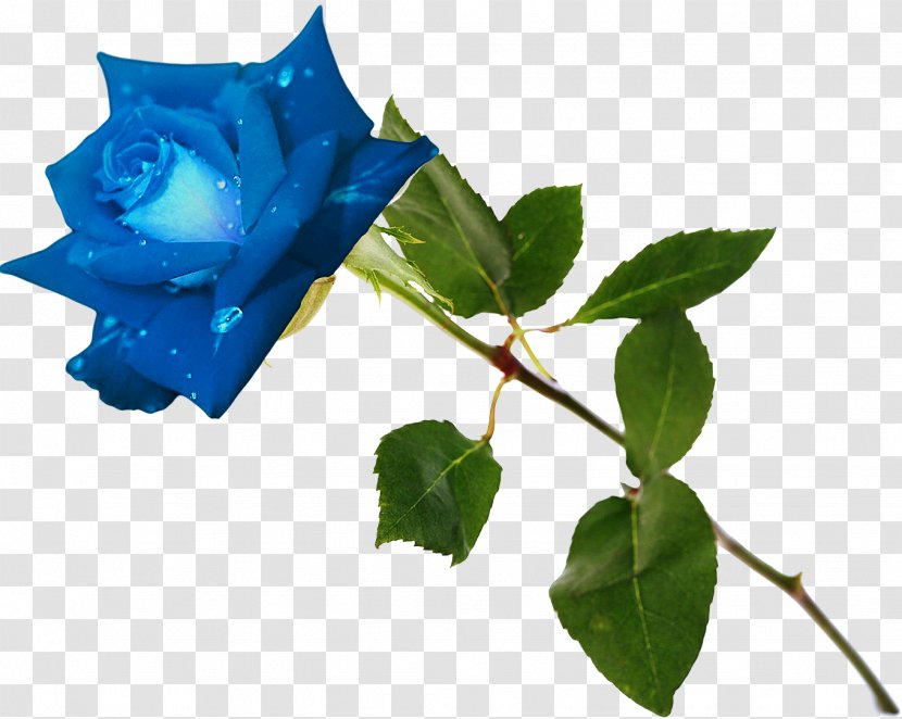Blue Rose Garden Roses Flower Rosa Gallica - Plant Stem Transparent PNG