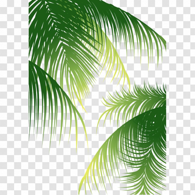 Euclidean Vector Arecaceae Coconut - Tree - Material Transparent PNG