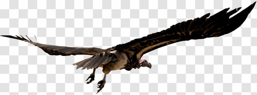 Unguja Vulture Safari Travel Bird - Steppe Road Under The Sky Transparent PNG
