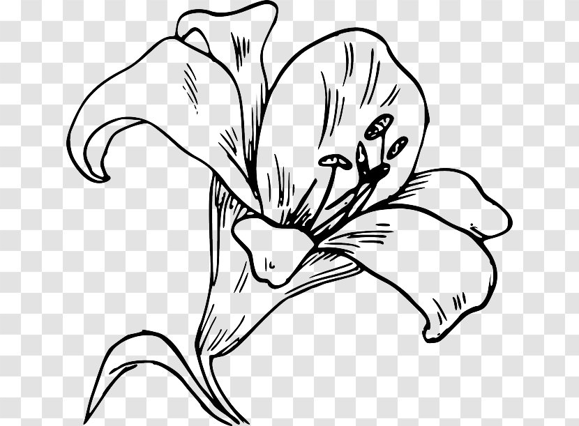Clip Art Openclipart Easter Lily Madonna Arum-lily - Lilies - Flower Transparent PNG