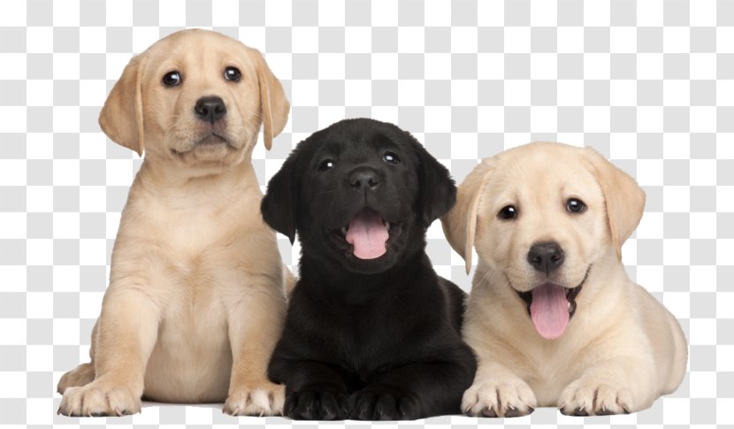 Labrador Retriever Puppy Golden Nova Scotia Duck Tolling Dog Breed - Mammal Transparent PNG