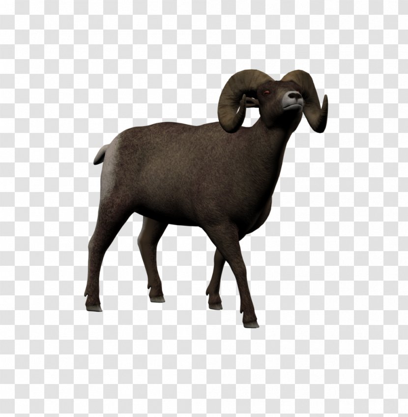 Sheep Argali DAS Productions Inc 4 January Goat - Hobby Transparent PNG