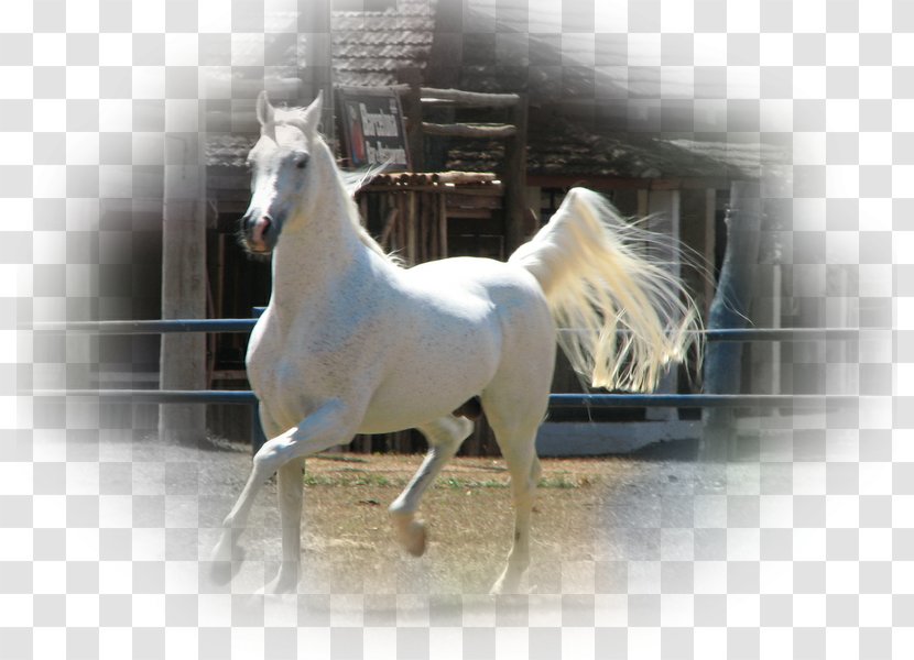 Stallion Arabian Horse Irish Sport Connemara Pony Mare - Mustang Transparent PNG
