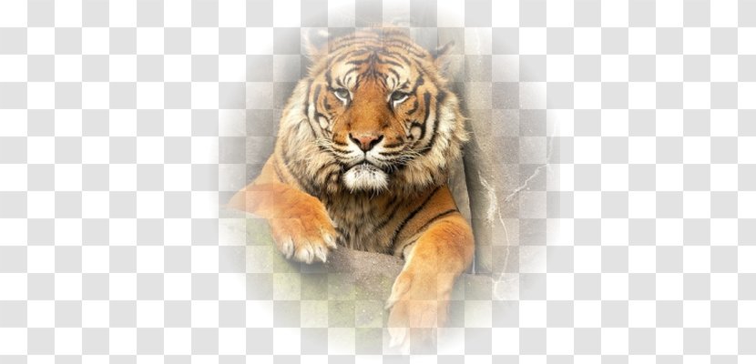 Tiger Lion Whiskers Animal Big Cat Transparent PNG