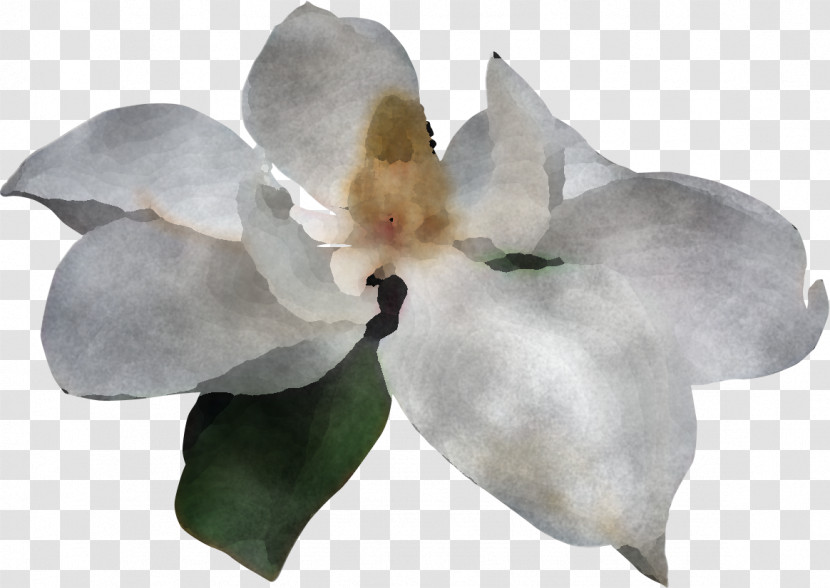 Moth Orchids Magnolia Family Petal Orchids Magnolia Transparent PNG